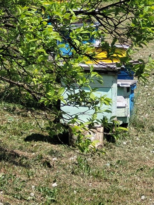 Familii de albine în Geaca