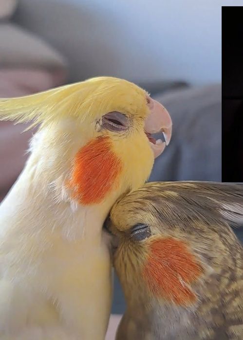 Кореллы поступление птенцов