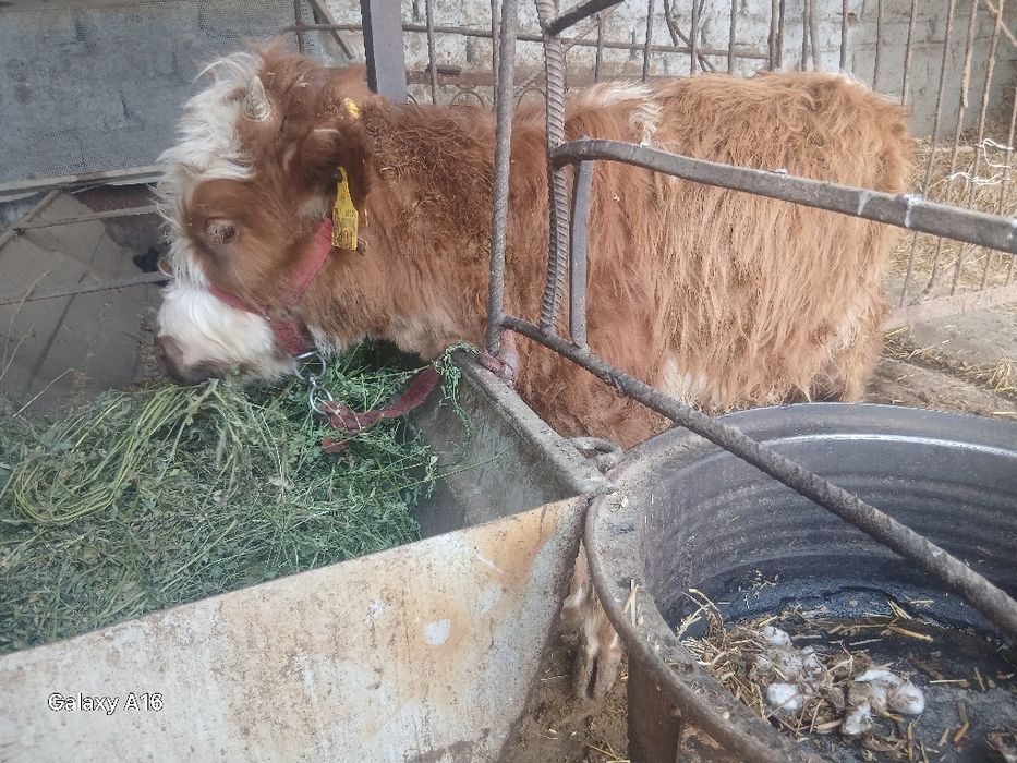 Гуножинчалар сотилади бирттаси сментал буйи 110 биттаси 1 метр