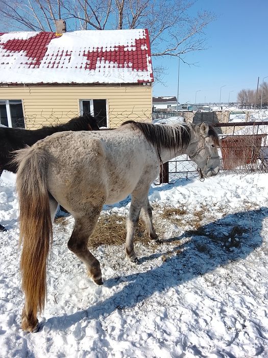Жас бие сатылады