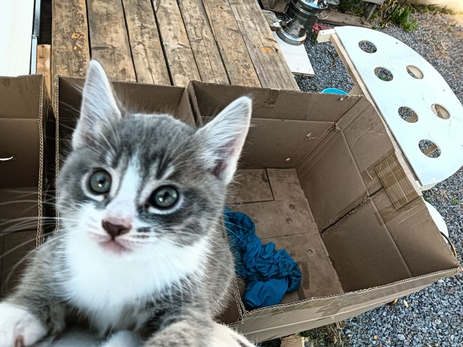 Отдам в хорошие руки