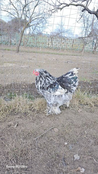 Cocoși brahma de vanzare