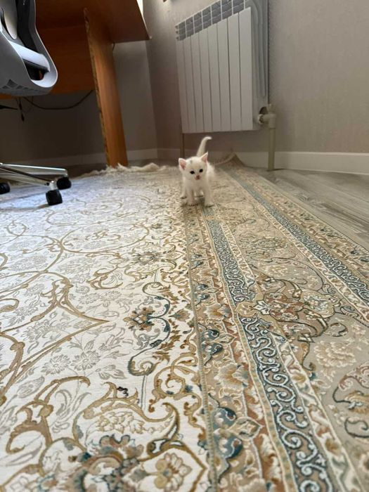 Котенок  1  айдан асты,  мальчик