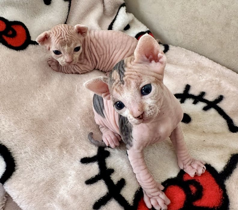 Котята канадского сфинкса