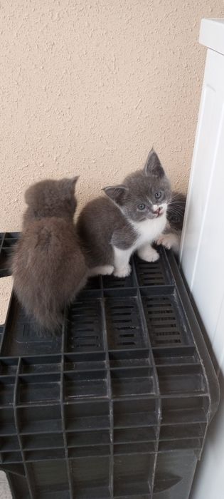 Продам котят! Симпотяшки очень игривые, есть платная доставка!