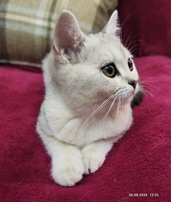 Срочно продаются котята