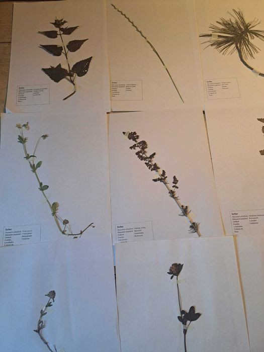 Ierbare Profesionale / La comandă /Calitate superioară/ Școală/Faculta