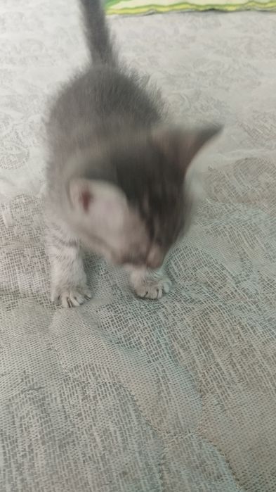 Отдам котят в хорошие руки