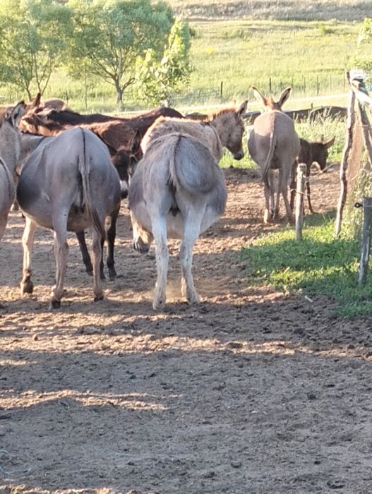 Lapte de măgărița