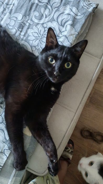 Отдам даром кота