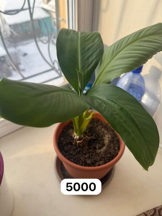 Продам разные комнатные цветы