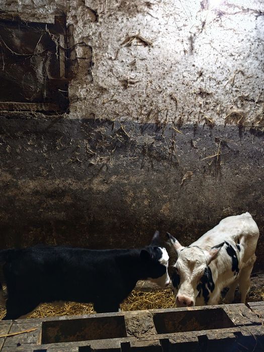 Vând 4 viței masculi cu vârsta cuprinsă într-e (3 saptamâni -o luna)