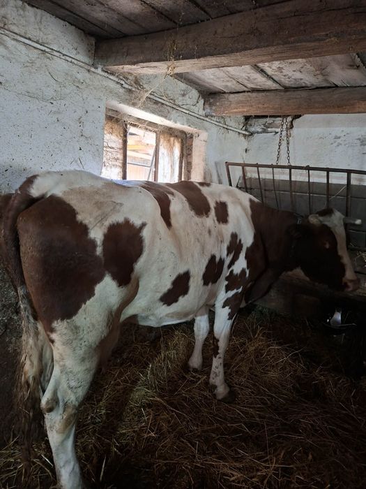 Vacă de vânzare...