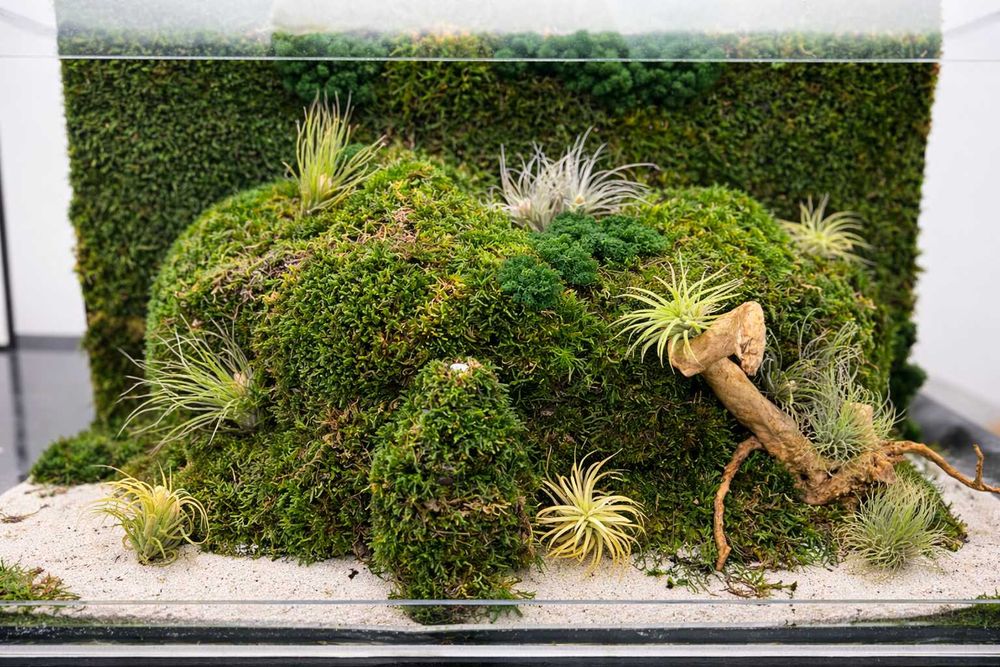 Terariu cu plante aeriene, mușchi si licheni stabilizați LED