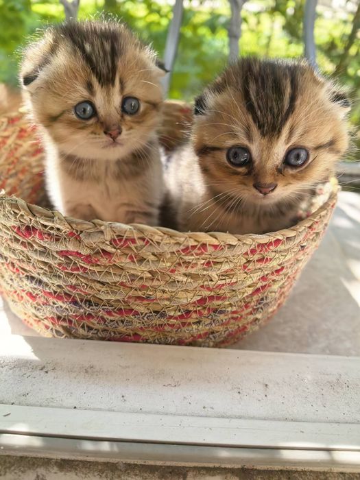 Шотландска клепоуха