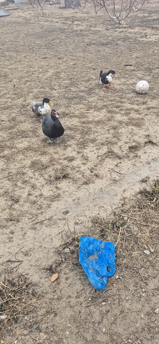 Продам утку и идаутку