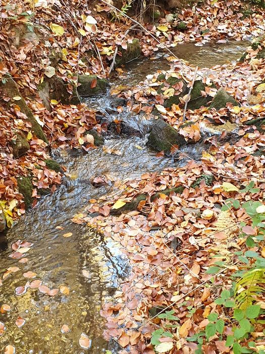 Teren intravilan Sinteu