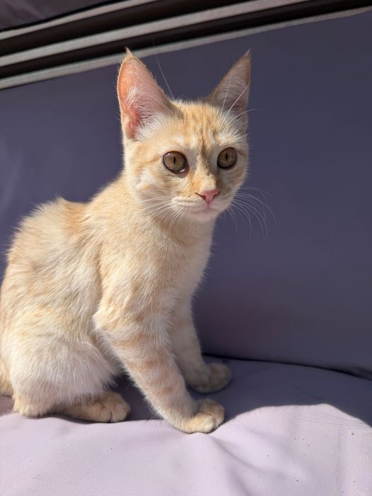 Котика добрые руки.