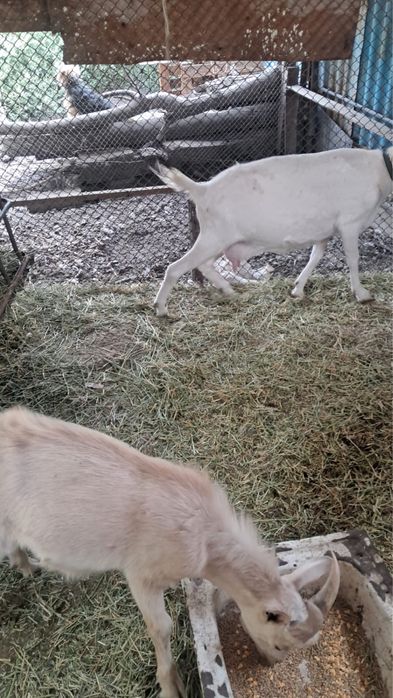 Продам козлы срочно