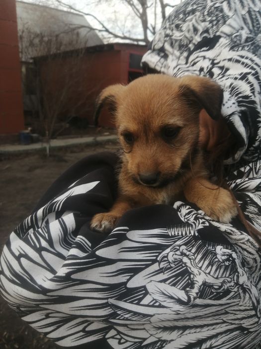 Отдам щенка девочку "звоночка" в добрые руки