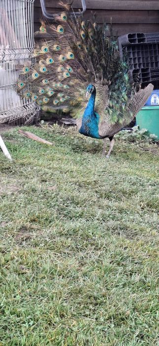 Pauni pereche fac 3 ani