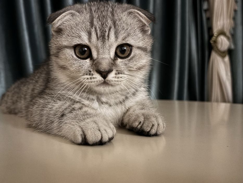 Шотландский котёнок мальчик продаётся