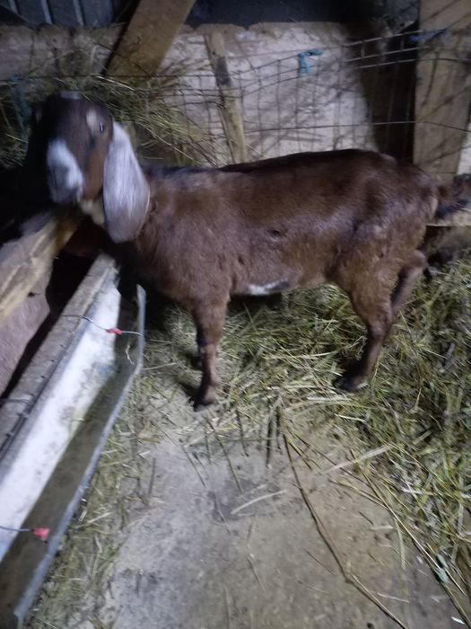 De vânzare o iadă la 2 montă și o iadă de 6 luni