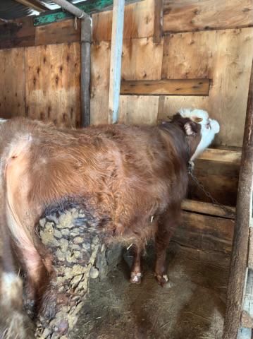 продам 3 бычка с откорма