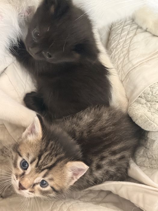 Котята в хорошие руки