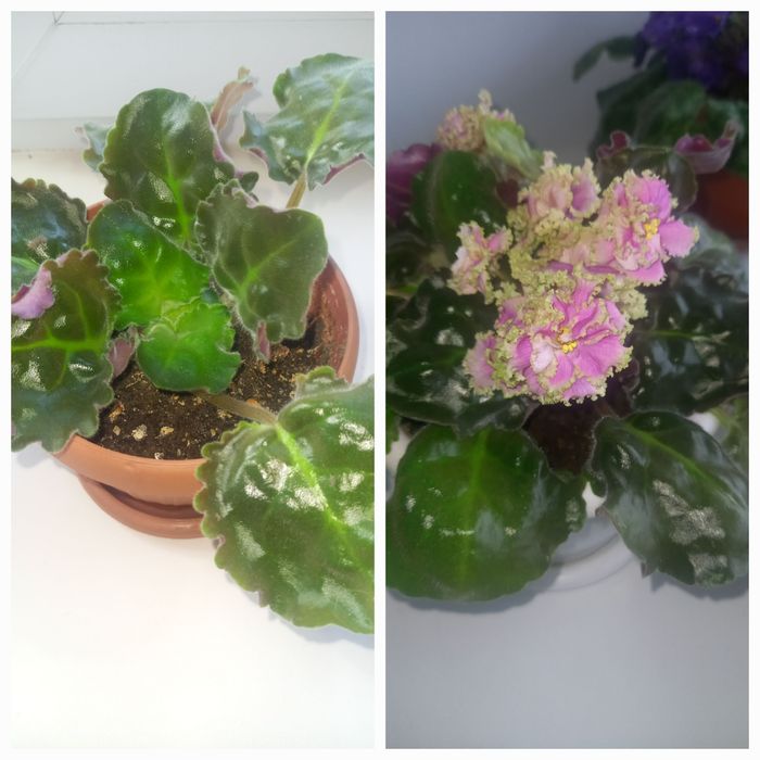 Продам розетку фиалки в горшке.