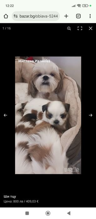 Кученце Ши тцу мъжко