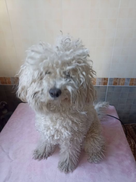 Груминг собак и кошек