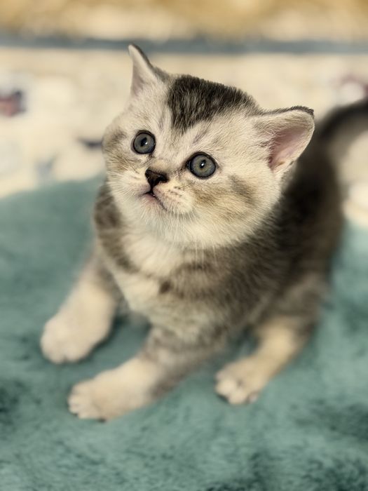 Продаем очаровательных шотландских котят(мальчики)!