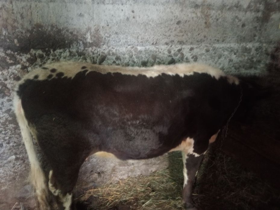 Jurincă de vînzare