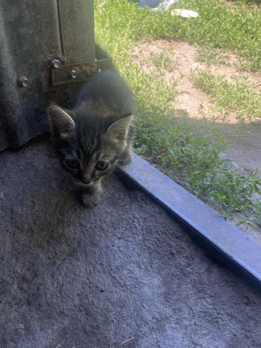 Отдадим котят в добрые руки даром