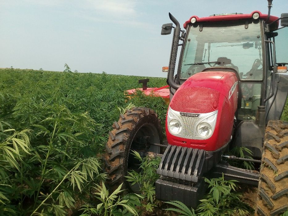 Semințe de cânepă CERTIFICATĂ pentru semănat, ulei,consum,păsărele