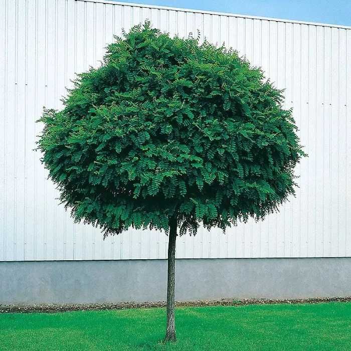 Salcam Glob Catalpa glob Artar glob