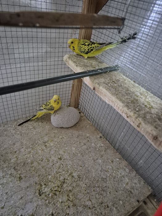 Vând papagali texani