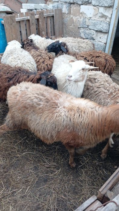 Продам Баранов хороших