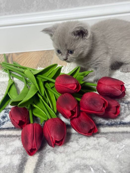 Продам котят скотиш страйт