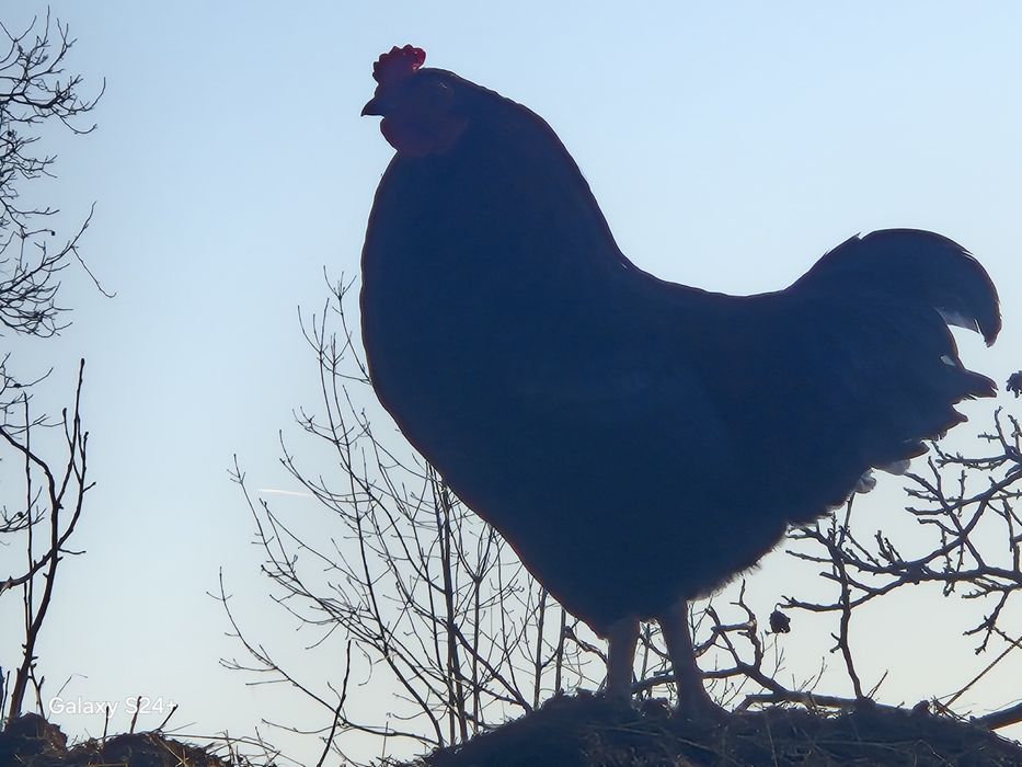 Cocoși din februarie 2025