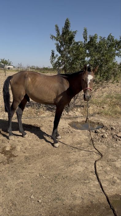 Toy sotiladi erkak 16 oylik buyi. 150 atrofida yeb ichishi yaxshi