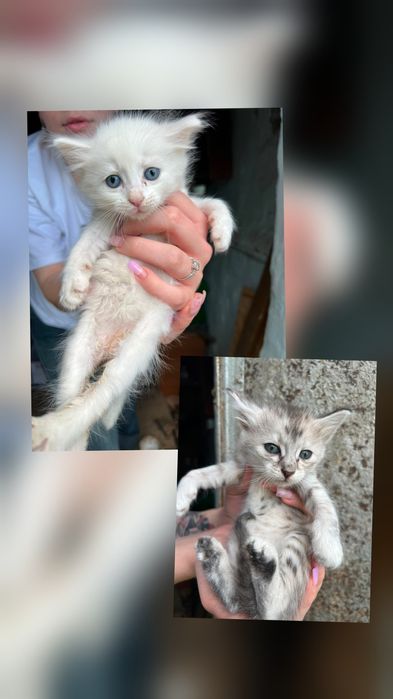 Котята милые и добрые, две девочки