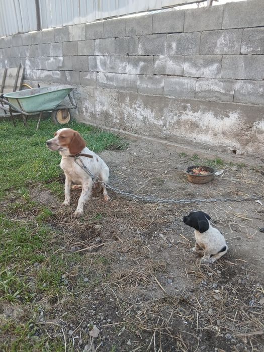 Продам щенка эпаньоль бретона