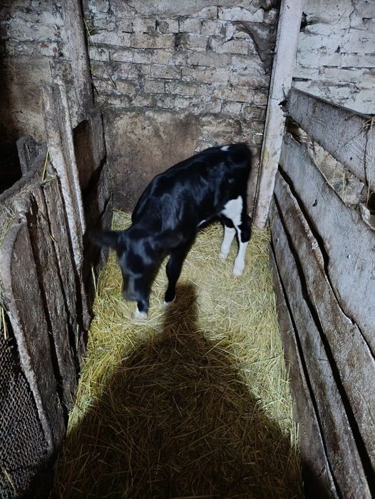 Продам тёлочку ,недельная