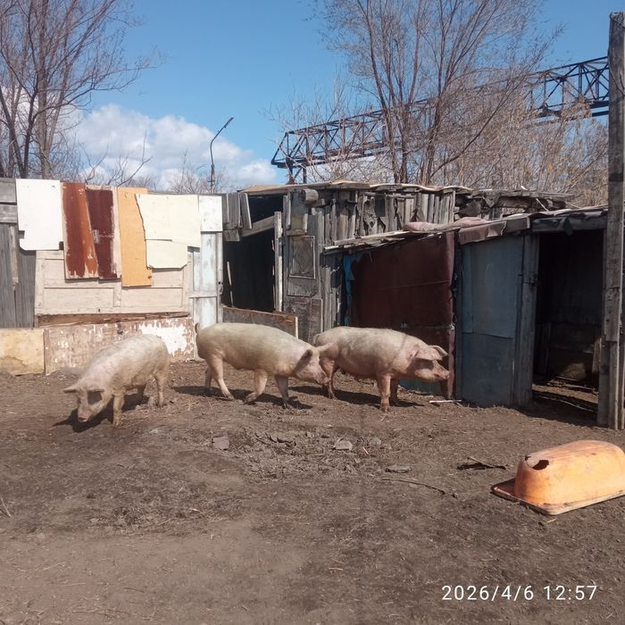 Продают кабана производителя