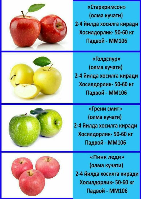 Олма гило шофтоли нок анор анжир урик бодом ёнгок барча мевали дарахт