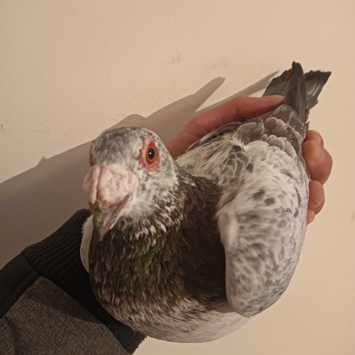 Vînd porumbei stil vechi și voiajori majoritatea sunt de vînzare