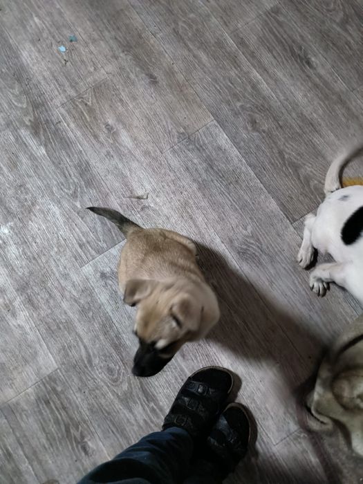 Отдам в хорошие руки щенков