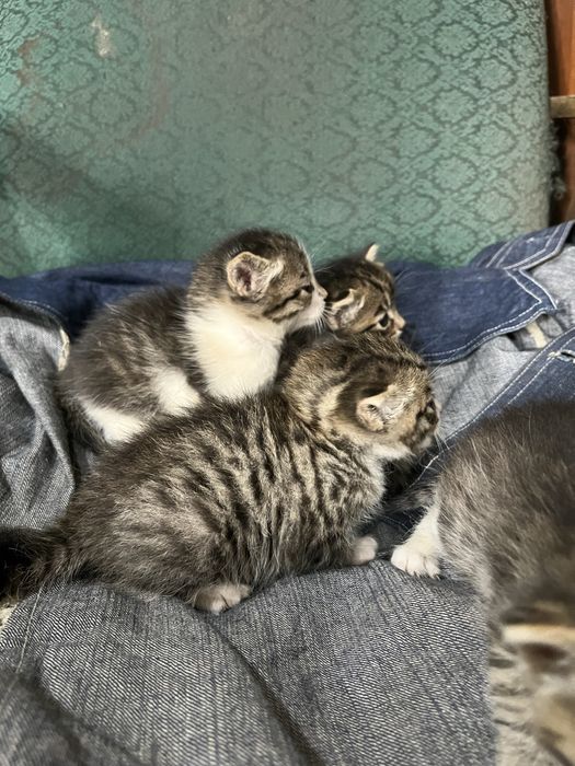 Отдам котят в хорошие руки!!!